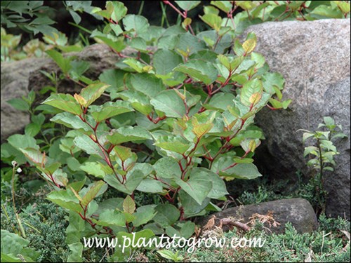 Japanese Knotweed (Polygonum cuspidatum compactum)